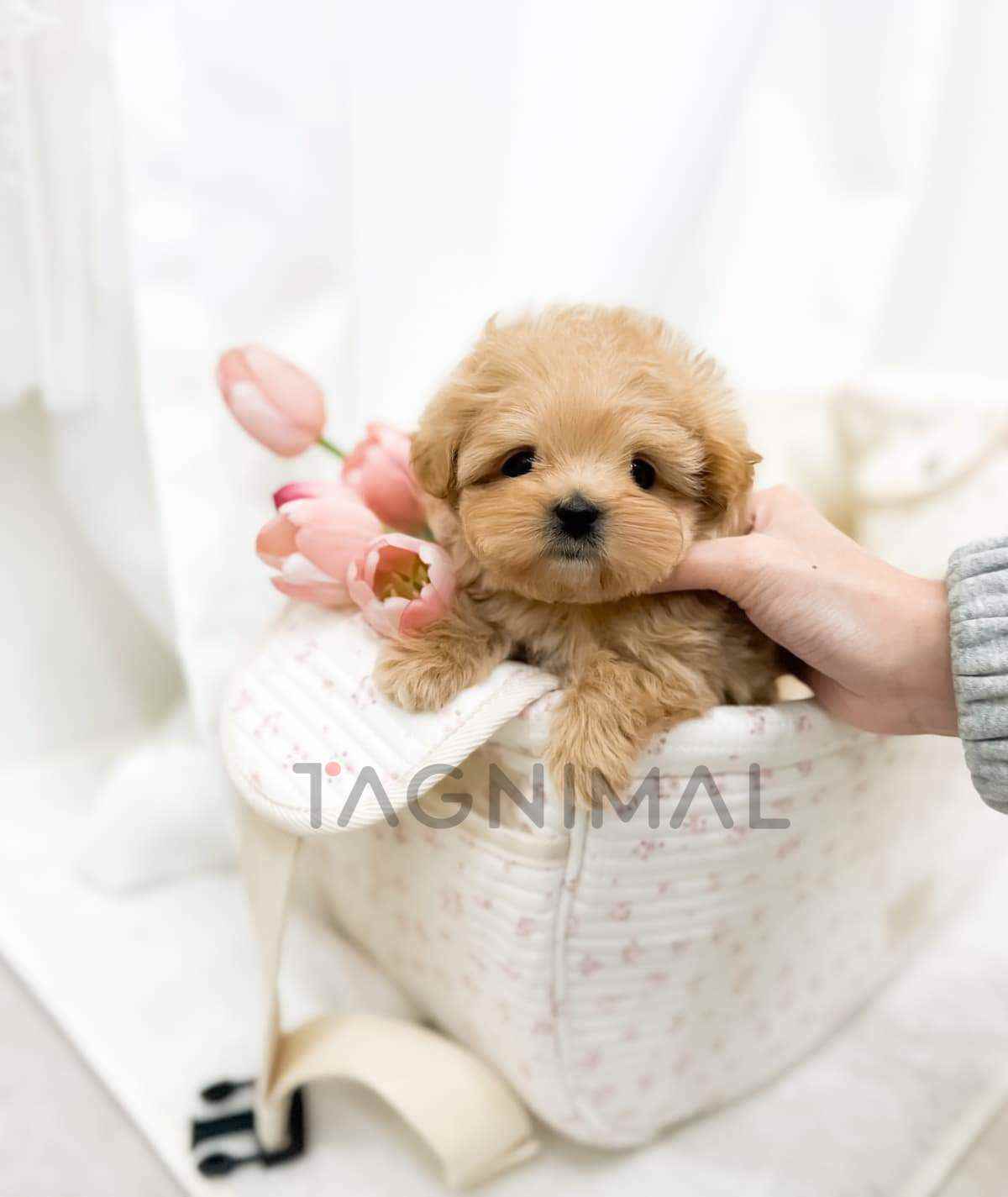 ขายลูกสุนัขมอลทิพู ซื้อสุนัข ซื้อหมา ได้ที่ Tagnimal