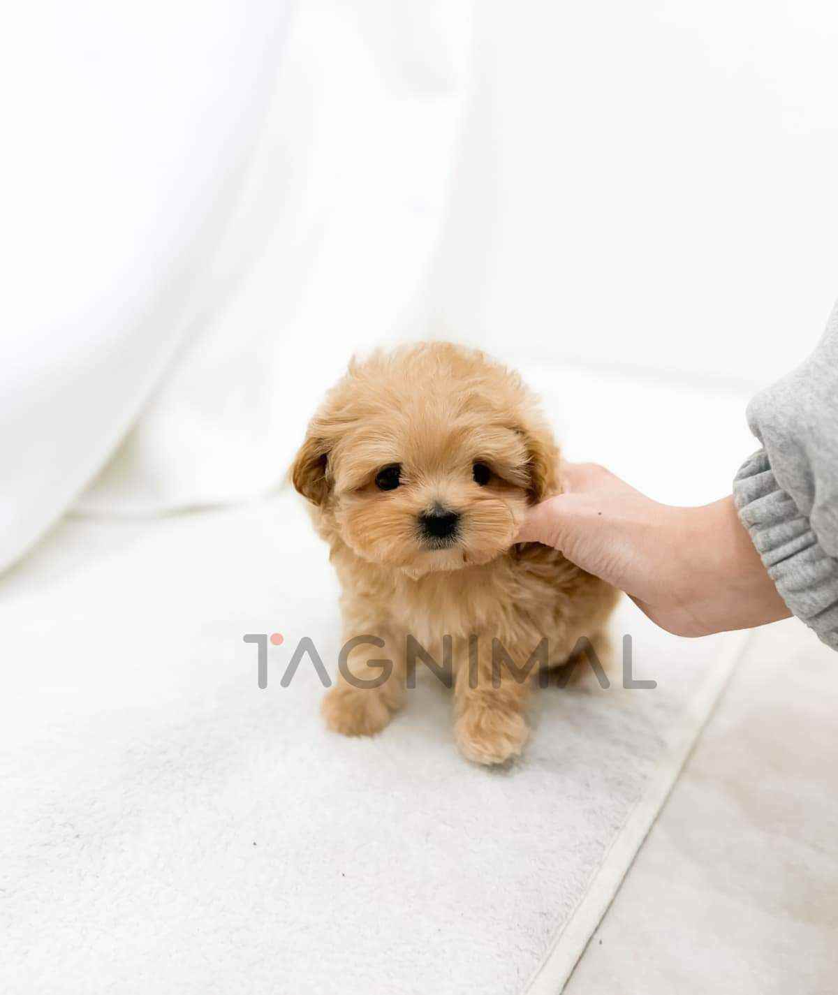 ขายลูกสุนัขมอลทิพู ซื้อสุนัข ซื้อหมา ได้ที่ Tagnimal