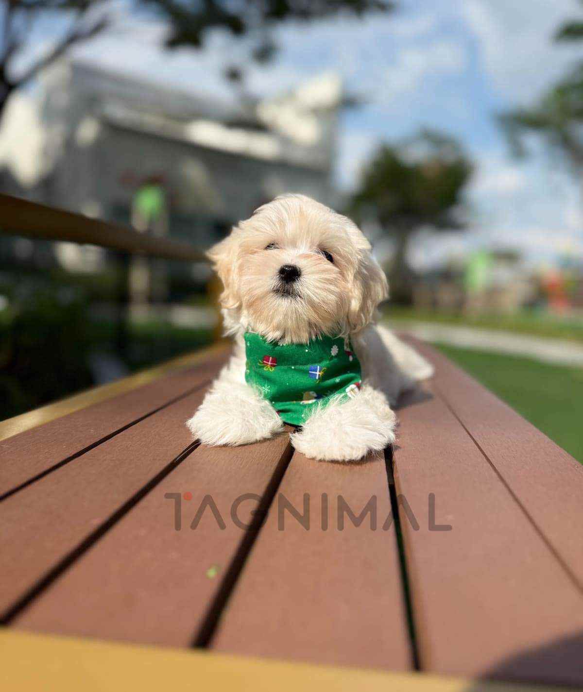 Maltipoo puppy for sale, dog for sale at Tagnimal