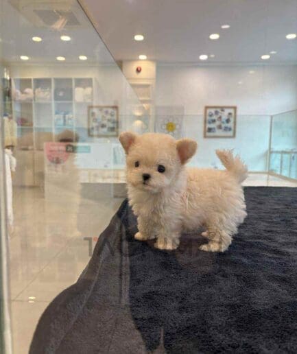 Maltipoo puppy for sale, dog for sale at Tagnimal