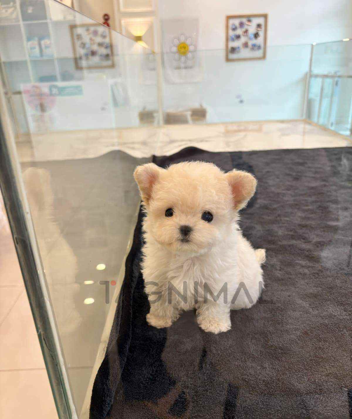 Maltipoo puppy for sale, dog for sale at Tagnimal