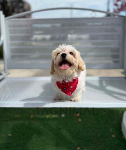 Maltipoo puppy for sale, dog for sale at Tagnimal