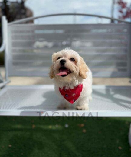 Maltipoo puppy for sale, dog for sale at Tagnimal