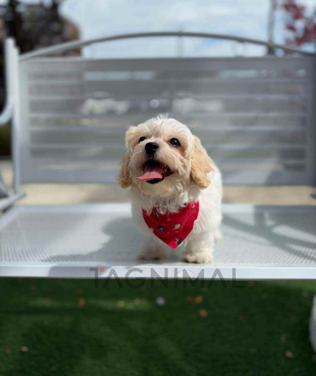 ขายลูกสุนัขมอลทิพู ซื้อสุนัข ซื้อหมา ได้ที่ Tagnimal