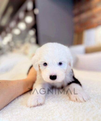 Old English Sheepdog puppy for sale, dog for sale at Tagnimal