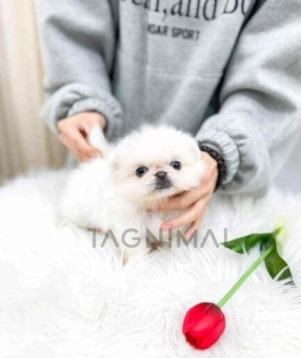 Pekingese puppy for sale, dog for sale at Tagnimal