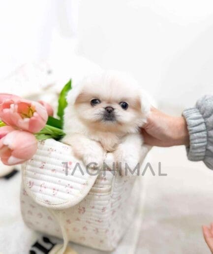 Pekingese puppy for sale, dog for sale at Tagnimal