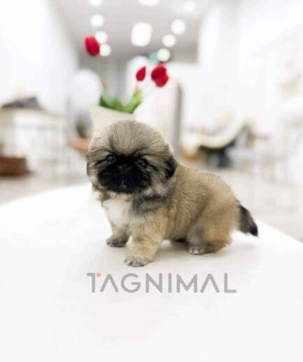 Pekingese puppy for sale, dog for sale at Tagnimal