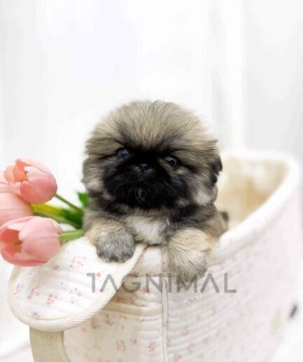 Pekingese puppy for sale, dog for sale at Tagnimal