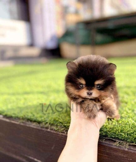 Pomeranian puppy for sale, dog for sale at Tagnimal