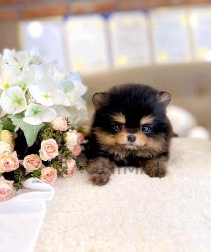 Pomeranian puppy for sale, dog for sale at Tagnimal