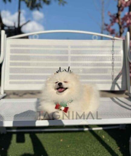 Pomeranian puppy for sale, dog for sale at Tagnimal