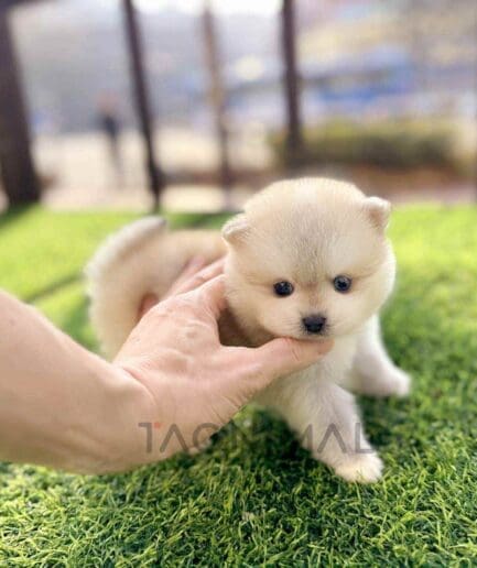 ขายลูกสุนัขปอมสกี้ ซื้อสุนัข ซื้อหมา ได้ที่ Tagnimal