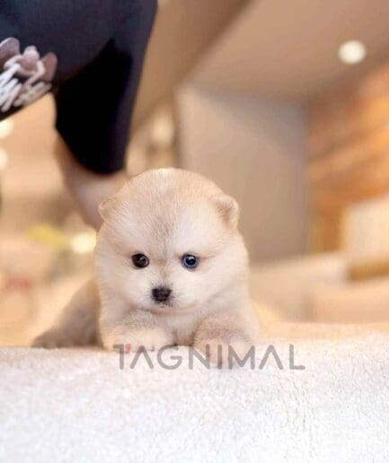 ขายลูกสุนัขปอมสกี้ ซื้อสุนัข ซื้อหมา ได้ที่ Tagnimal