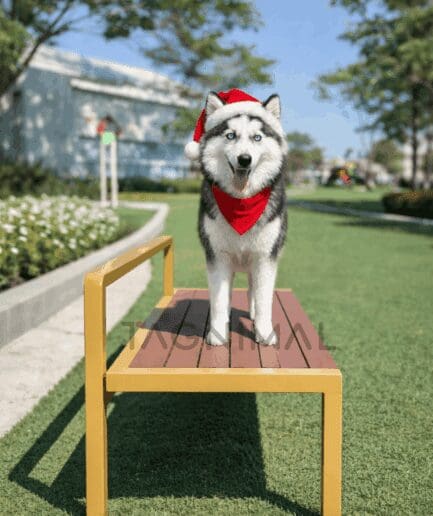 Pomsky puppy for sale, dog for sale at Tagnimal