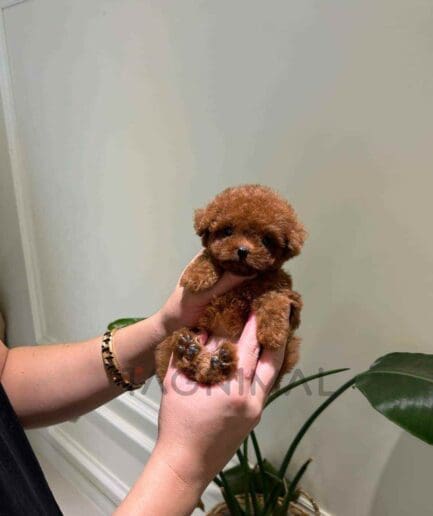 Poodle puppy for sale, dog for sale at Tagnimal