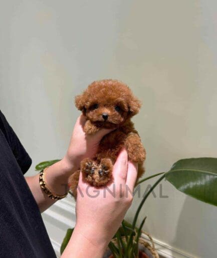Poodle puppy for sale, dog for sale at Tagnimal
