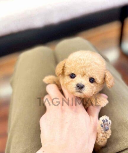 Poodle puppy for sale, dog for sale at Tagnimal
