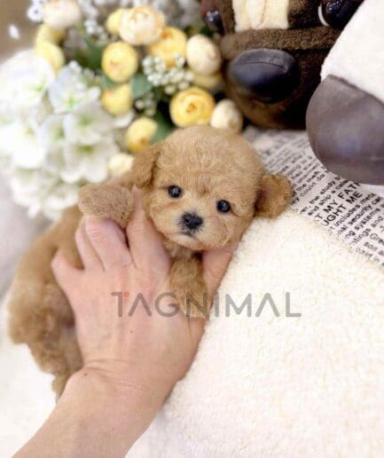 Poodle puppy for sale, dog for sale at Tagnimal