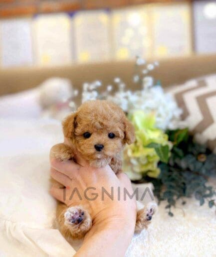 ขายลูกสุนัขพุดเดิ้ล ซื้อสุนัข ซื้อหมา ได้ที่ Tagnimal