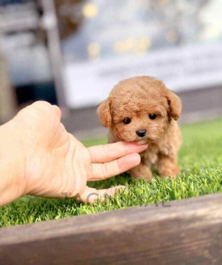 Poodle puppy for sale, dog for sale at Tagnimal