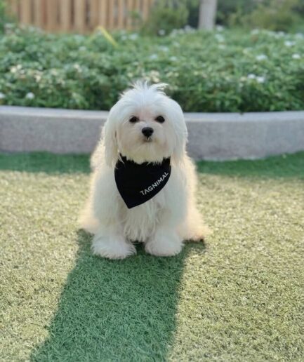 Cute white Maltese dog wearing black bandana sitting on green grass in sunny garden.
