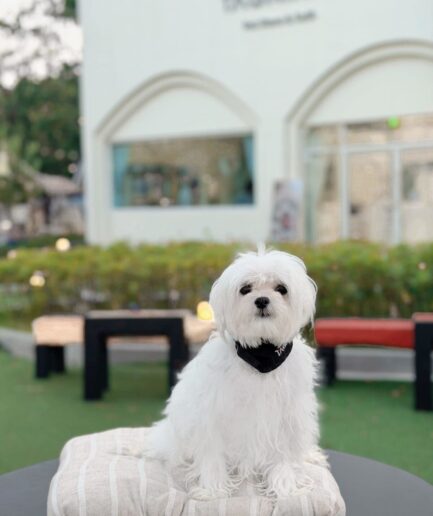 Cute white Maltese dog sitting on a striped cushion at an outdoor café.