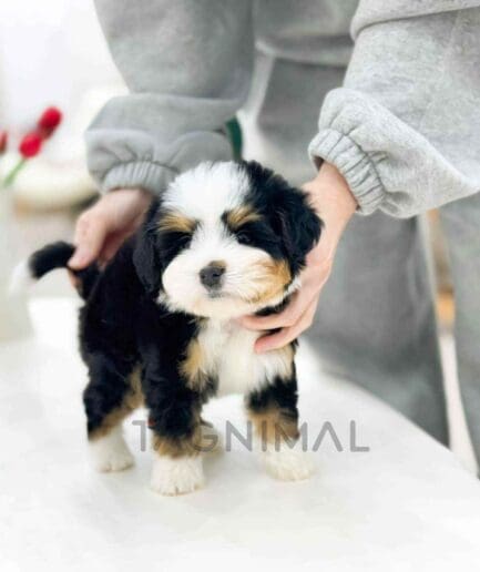 Bernedoodle puppy for sale, dog for sale at Tagnimal