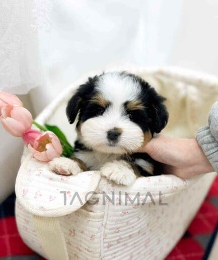 Bernedoodle puppy for sale, dog for sale at Tagnimal
