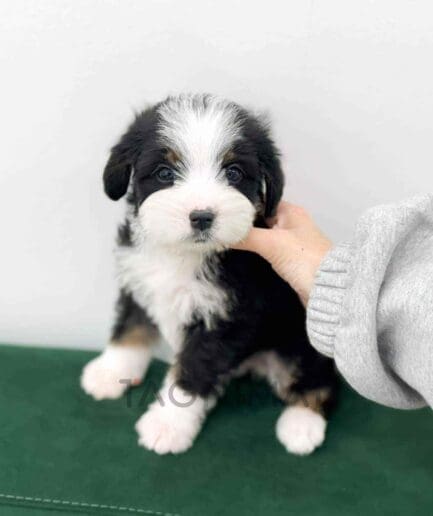 Bernedoodle puppy for sale, dog for sale at Tagnimal