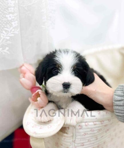Bernedoodle puppy for sale, dog for sale at Tagnimal