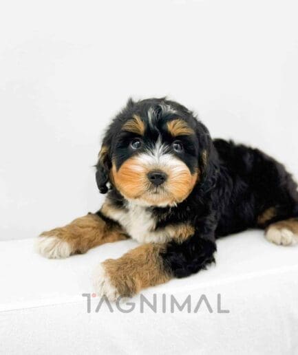 Bernedoodle puppy for sale, dog for sale at Tagnimal