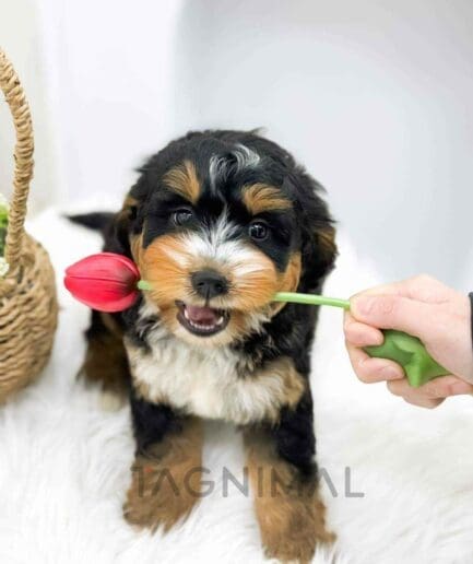 Bernedoodle puppy for sale, dog for sale at Tagnimal
