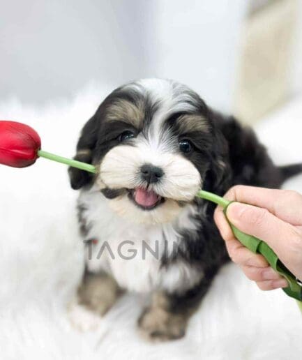 Bernedoodle puppy for sale, dog for sale at Tagnimal