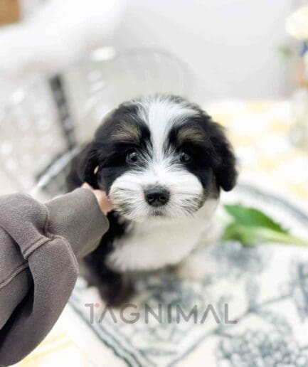Bernedoodle puppy for sale, dog for sale at Tagnimal