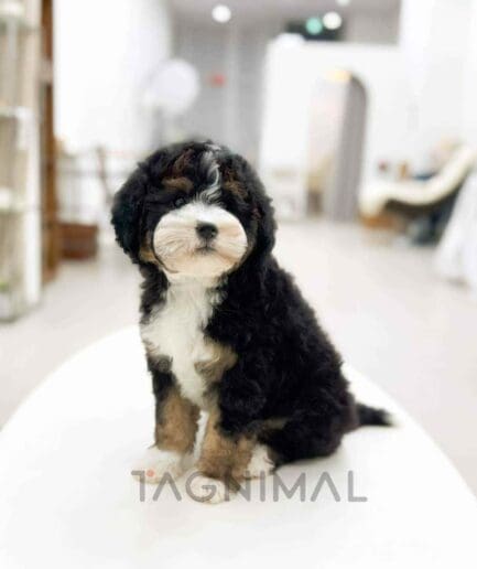 Bernedoodle puppy for sale, dog for sale at Tagnimal
