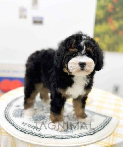 Bernedoodle puppy for sale, dog for sale at Tagnimal