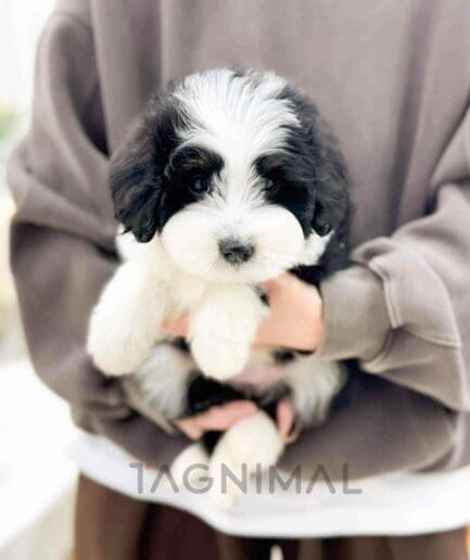 Bernedoodle puppy for sale, dog for sale at Tagnimal
