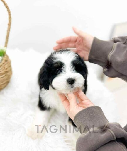 Bernedoodle puppy for sale, dog for sale at Tagnimal