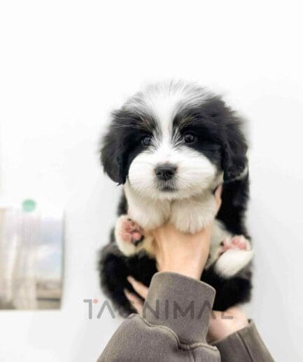 Bernedoodle puppy for sale, dog for sale at Tagnimal