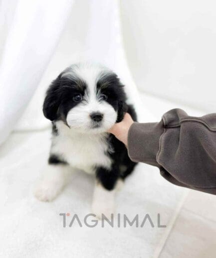 Bernedoodle puppy for sale, dog for sale at Tagnimal