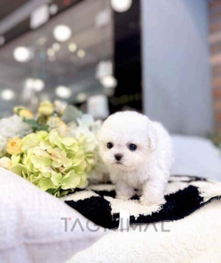 ขายลูกสุนัขบิชอง ซื้อสุนัข ซื้อหมา ได้ที่ Tagnimal