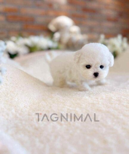 Bichon puppy for sale, dog for sale at Tagnimal