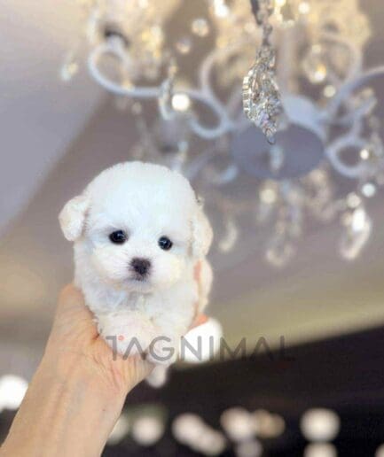 Bichon puppy for sale, dog for sale at Tagnimal
