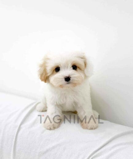 Cavapoo puppy for sale, dog for sale at Tagnimal