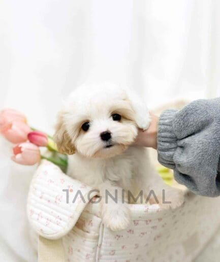 Cavapoo puppy for sale, dog for sale at Tagnimal