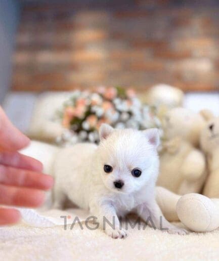 Chihuahua puppy for sale, dog for sale at Tagnimal