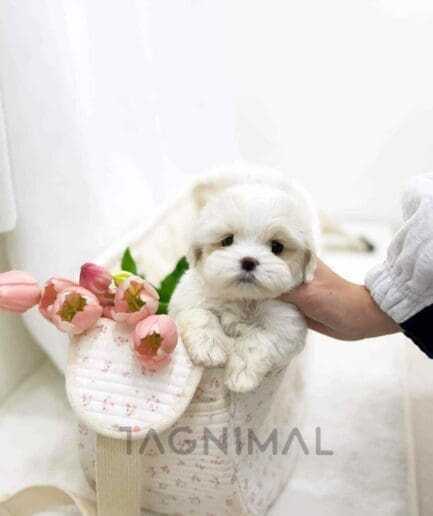 Cockachon puppy for sale, dog for sale at Tagnimal