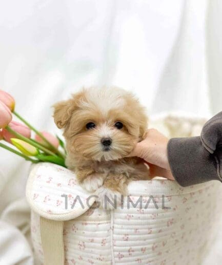 Cotonpoo puppy for sale, dog for sale at Tagnimal