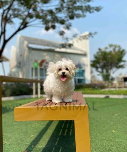 Maltipoo puppy for sale, dog for sale at Tagnimal
